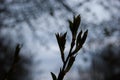 Spring. Thin bare tree branches with new fresh young opening leaves against the sky