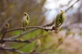 Spring. Thin bare tree branches with new fresh young opening leaves against the sky