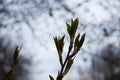 Spring. Thin bare tree branches with new fresh young opening leaves against the sky