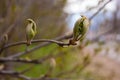 Spring. Thin bare tree branches with new fresh young opening leaves against the sky Royalty Free Stock Photo