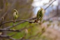 Spring. Thin bare tree branches with new fresh young opening leaves against the sky