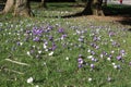 A host of blue and white crocuses Royalty Free Stock Photo