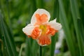 Lovely white narcissus flower with deep orange petals inside