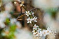 Spring time April bloom season nature photography of white flower tree branch in foreground unfocused frame garden outside Royalty Free Stock Photo