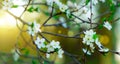 Spring time April blooming white flowers tree garden foliage in bright yellow sun light glare background scenic view space post