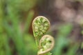 Young fern sprouts. Very delicate and elegante.