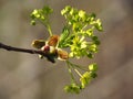 Maple flowers blossom in spring.