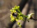 Bumblebee on a flower of a maple tree in spring