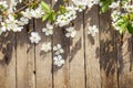 Spring time background Royalty Free Stock Photo