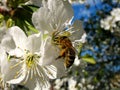 Spring time bees with flowers Royalty Free Stock Photo