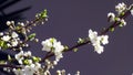 Plum Flowers & bees, spring time in north Italy Royalty Free Stock Photo