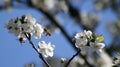 Plum Flowers & bees, spring time in north Italy Royalty Free Stock Photo