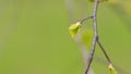 Spring time. Birch branch with young leaves sway in the wind on a spring morning. Close up. Royalty Free Stock Photo