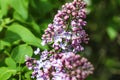 Spring time. Lilac blossom flowers. Spring time beautiful photography.Blooming lilac Royalty Free Stock Photo