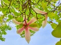 Spring time with blooming magnolia. in Wallenstein garden, in Prague. Royalty Free Stock Photo