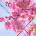 Spring time. Blooming sakura tree Royalty Free Stock Photo