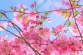 Spring time. Blooming sakura tree Royalty Free Stock Photo