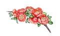 Spring time blooming twig with tender flowers, leaves. Watercolor illustration. Hand painted quince tree branch vintage Royalty Free Stock Photo