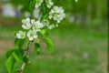 spring time blossom flower on tree branches nature photography with unfocused blurred background outdoor nature scenery space Royalty Free Stock Photo