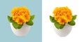 Spring time blossom of orange Primroses flowers in pot, front view close up isolated on white and light blue background