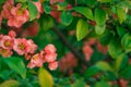 spring time blossom season April month rose tender color flower on tree branches