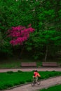 Spring time blossom vertical photography of park April green trees and purple lilac petals, cycling activity of blurred motion of