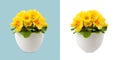Spring time blossom of yellow Primroses flowers in pot, front view close up isolated on white and light blue background