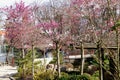 Spring time blossoms sakura tree in the park.