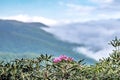 Spring time on blue ridge parkway mountains Royalty Free Stock Photo