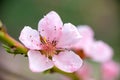 Spring time. A branch with delicate pink flowers from an apricot tree close-up on a green blurred background Royalty Free Stock Photo