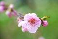 Spring time. A branch with delicate pink flowers from an apricot tree close-up on a green blurred background Royalty Free Stock Photo