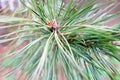 Spring time - a branch pine tree branch with buds Royalty Free Stock Photo