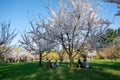 Spring time in Bucharest , Herastrau park and Japanese garden