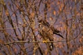 Spring time, buzzard hawk with bud sprout tree in March, Poland in Europe. Wildlife scene from the nature. Common Buzzard, Royalty Free Stock Photo