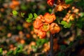 Chaenomeles japonica branch in bloom, Chaenomeles japonica, Japanese quince Royalty Free Stock Photo