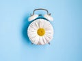 Spring Time Change flatlay. Summer back concept. Retro Vintage alarm Clock with chamomile flower on blue background Royalty Free Stock Photo