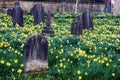 Spring Time in the Churchyard