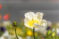 Colorful iceland poppy flowers. Papaver nudicaule. Royalty Free Stock Photo