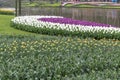 Colorful tulips garden in Netherlands Royalty Free Stock Photo