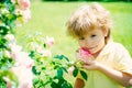 Spring time. Cute boy and rose in the garden. Delicate scent. Spring weather. Happy childhood. Home garden with roses.