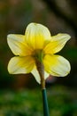 Spring Time Daffodil in Yellow Royalty Free Stock Photo