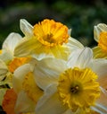 Spring Time Daffodils in Yellow and Orange Royalty Free Stock Photo