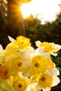 Spring Time Daffodils in Yellow and Orange Royalty Free Stock Photo