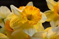 Spring Time Daffodils in Yellow and Orange Royalty Free Stock Photo