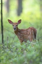 Spring Time Fawn Royalty Free Stock Photo