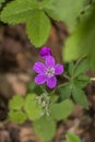 Spring time. the first forest flowers