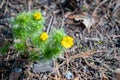 Spring time. The first wildflowers bloom in the forest. Europe. World of beauty