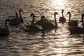 spring time on with a flock of swans