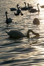 spring time on with a flock of swans