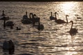 spring time on with a flock of swans